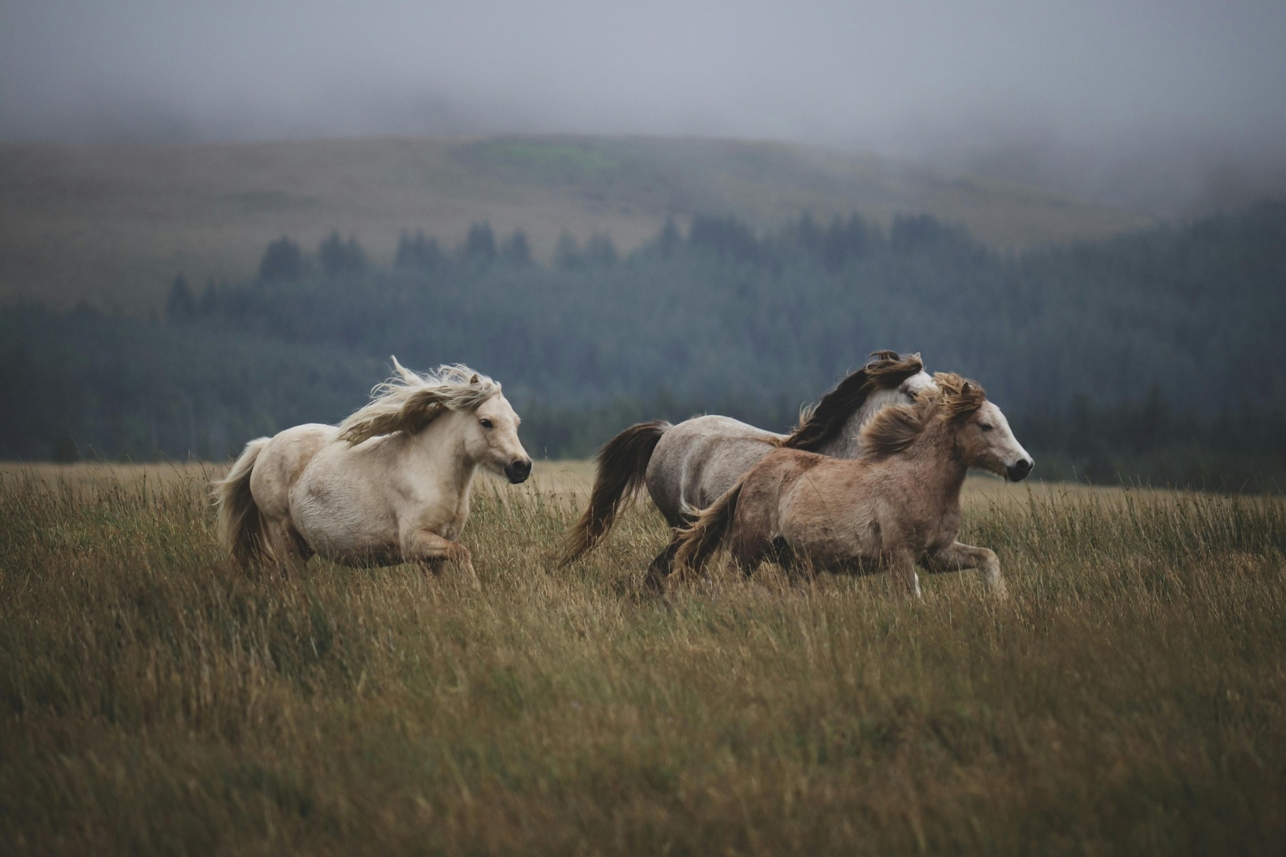 Horses running on an open plain wihit an foggy background